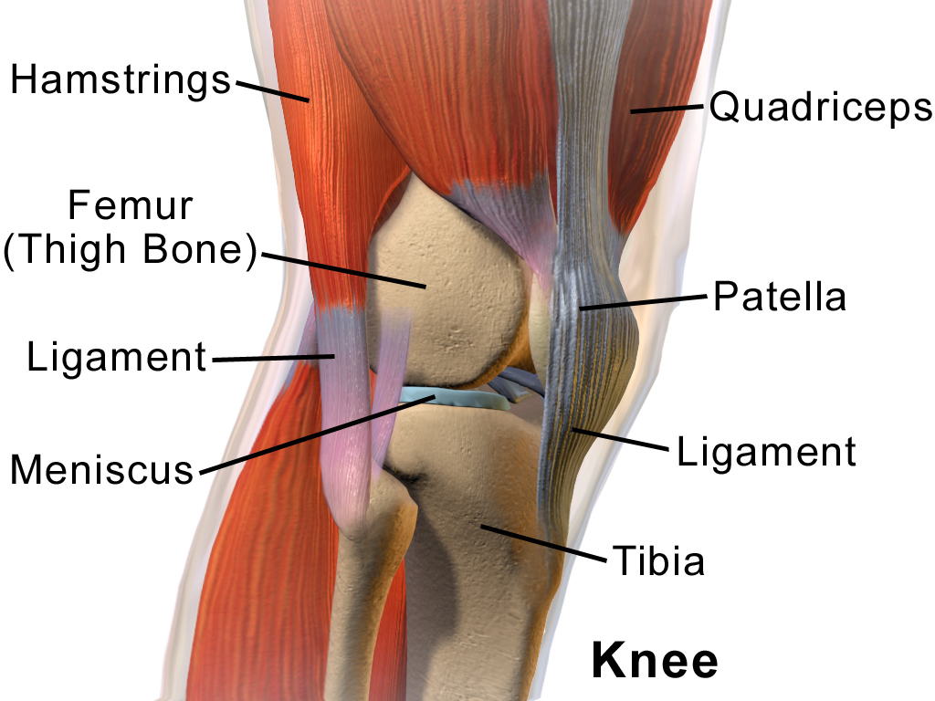 knee anatomy meniscus