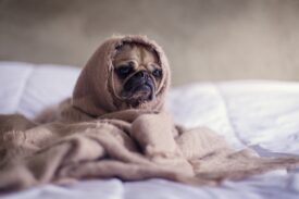 Dog in bed looking frustrated
